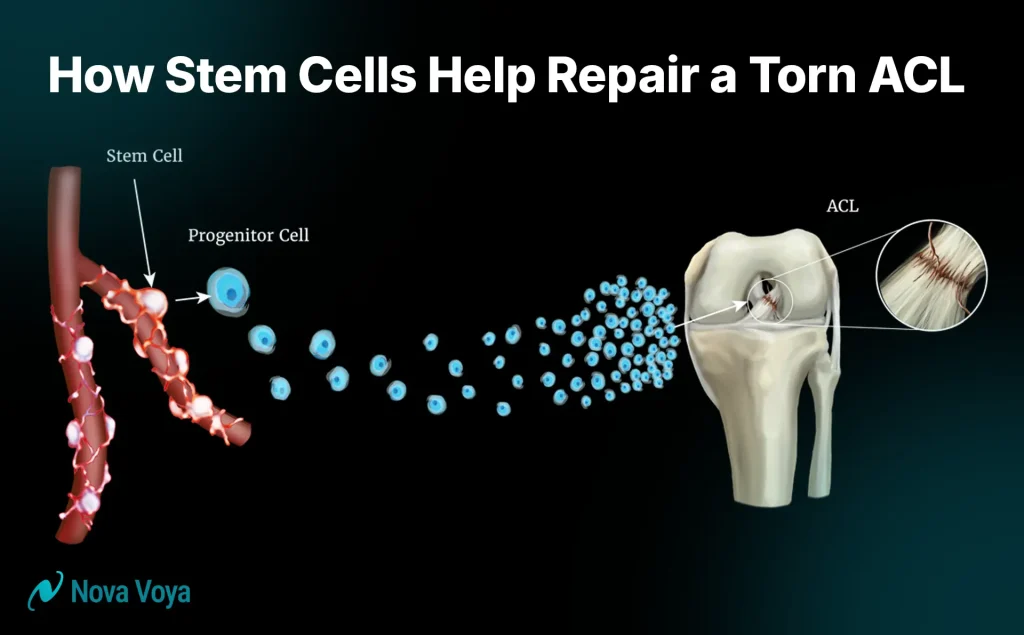  Diagram illustrating Paracrine Signaling, where a stem cell releases therapeutic factors to promote healing and reduce inflammation in surrounding damaged tissue.