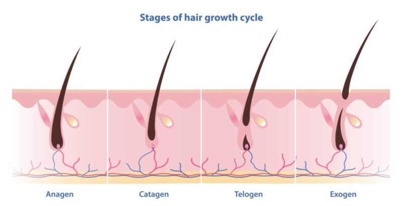 stages of hair growth cycle - anagen, catagen, telogen, exogen